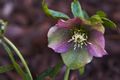 Helleborus orientalis-2 Ciemiernik